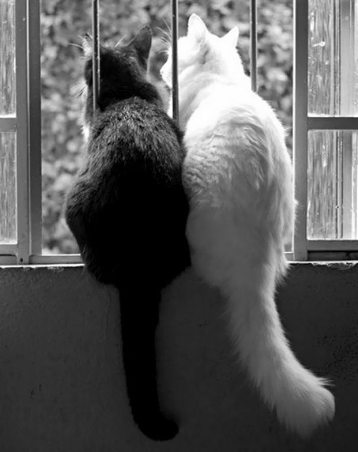 72 Yin And Yang Cats That Look Purffect Together Despite Their Differences