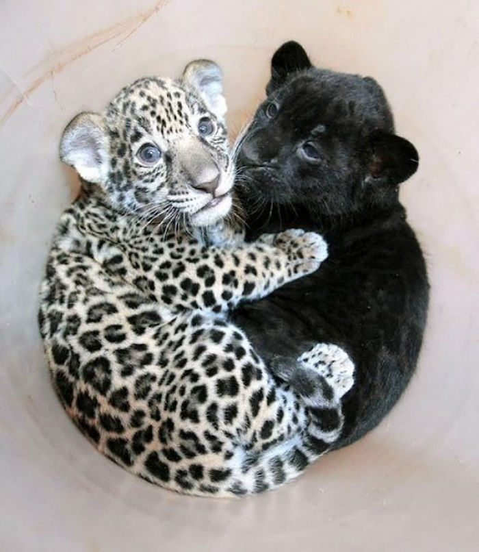 72 Yin And Yang Cats That Look Purffect Together Despite Their Differences