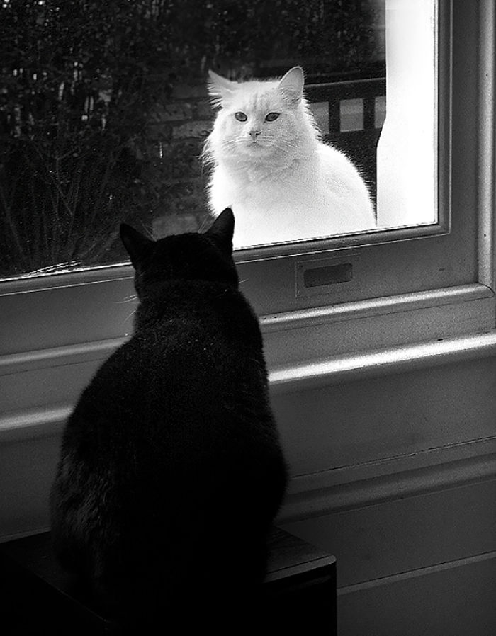72 Yin And Yang Cats That Look Purffect Together Despite Their Differences