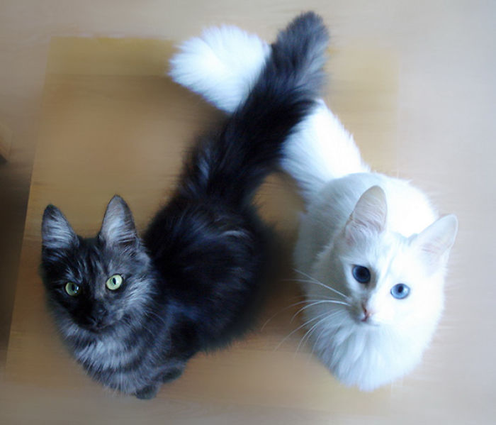 72 Yin And Yang Cats That Look Purffect Together Despite Their Differences
