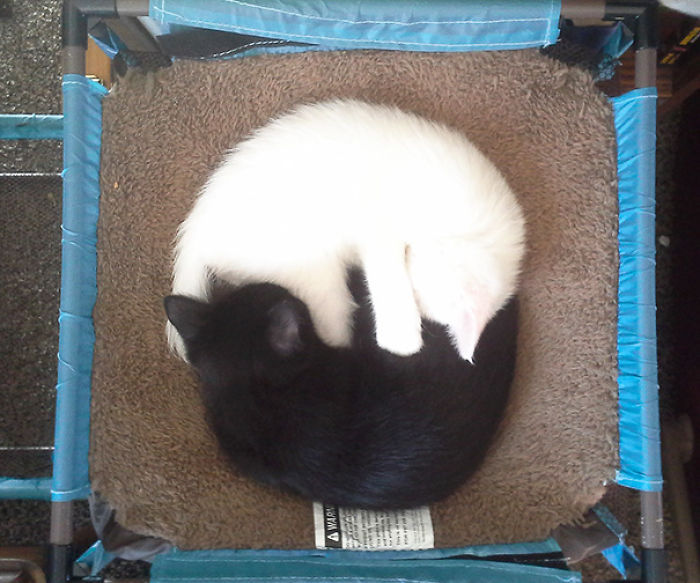72 Yin And Yang Cats That Look Purffect Together Despite Their Differences