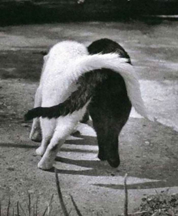 72 Yin And Yang Cats That Look Purffect Together Despite Their Differences