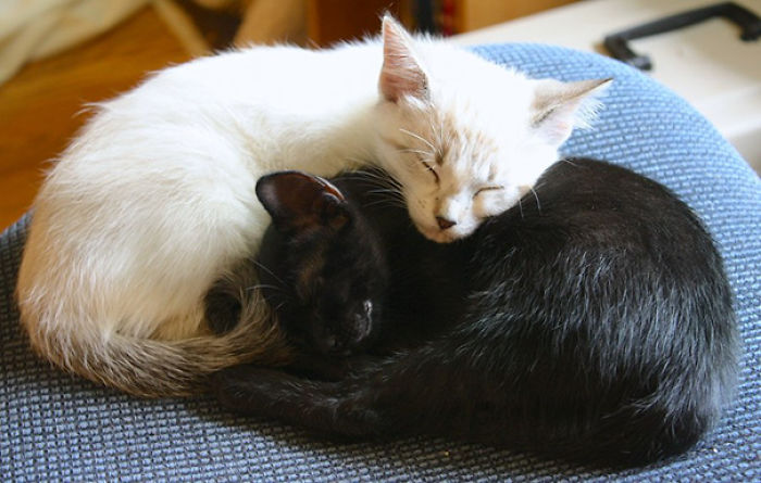 72 Yin And Yang Cats That Look Purffect Together Despite Their Differences