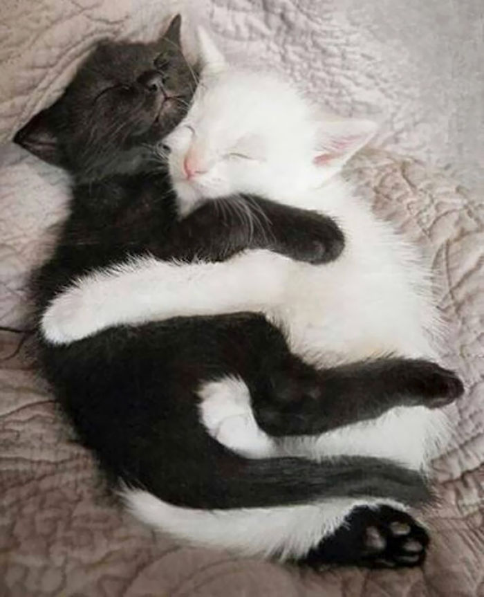 72 Yin And Yang Cats That Look Purffect Together Despite Their Differences