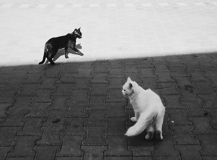 72 Yin And Yang Cats That Look Purffect Together Despite Their Differences