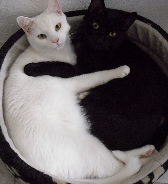 72 Yin And Yang Cats That Look Purffect Together Despite Their Differences