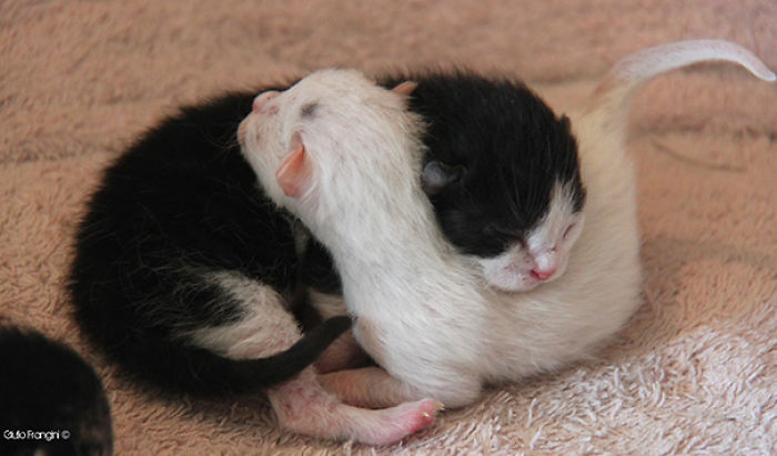 72 Yin And Yang Cats That Look Purffect Together Despite Their Differences