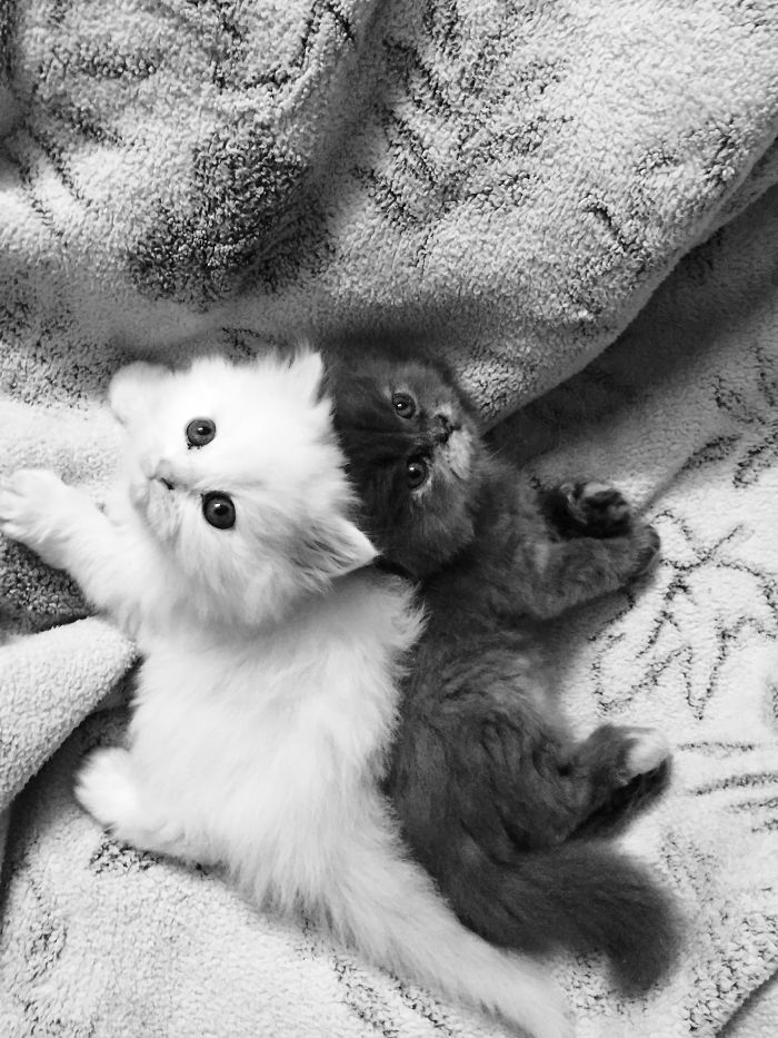 72 Yin And Yang Cats That Look Purffect Together Despite Their Differences