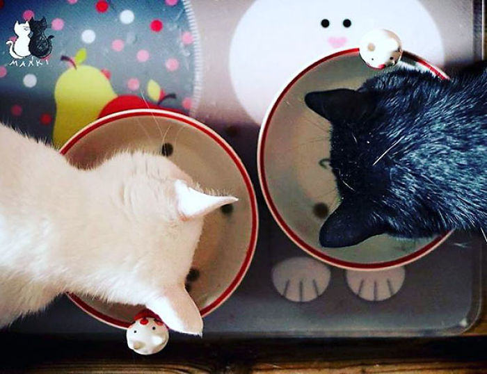 72 Yin And Yang Cats That Look Purffect Together Despite Their Differences