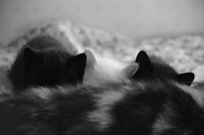 72 Yin And Yang Cats That Look Purffect Together Despite Their Differences
