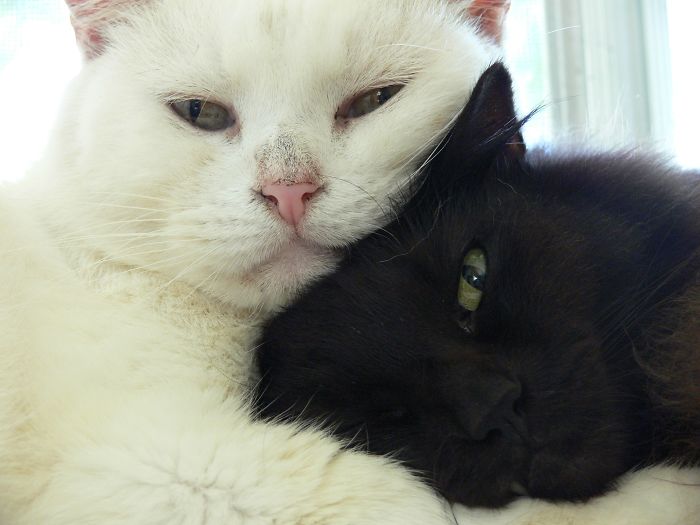 72 Yin And Yang Cats That Look Purffect Together Despite Their Differences