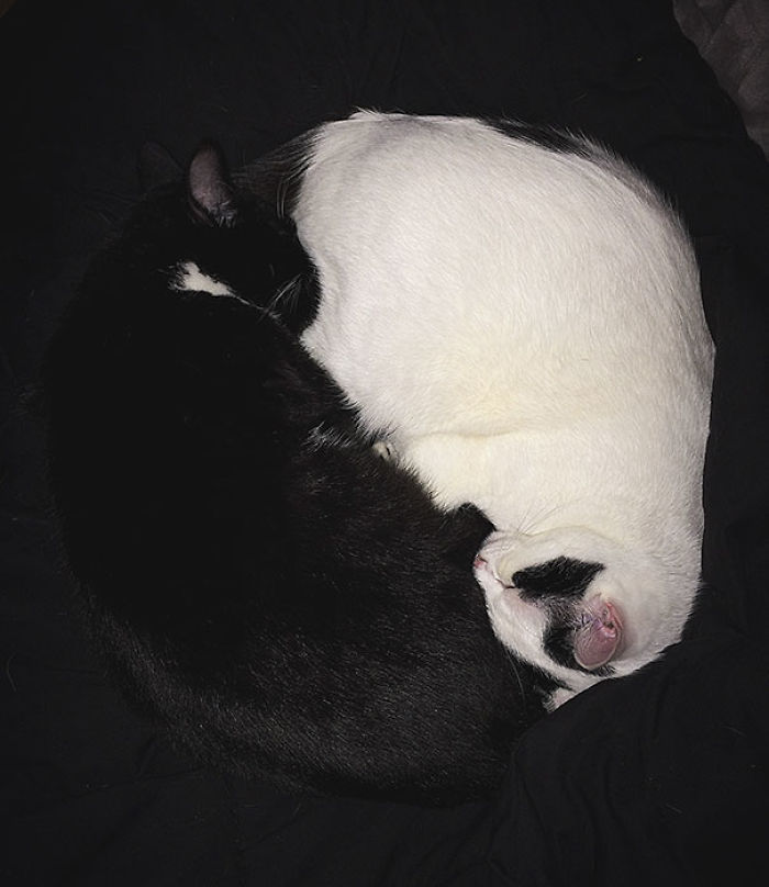 72 Yin And Yang Cats That Look Purffect Together Despite Their Differences