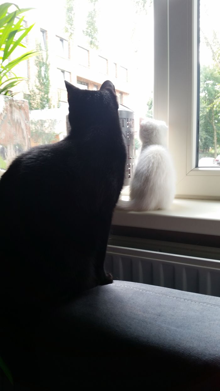 72 Yin And Yang Cats That Look Purffect Together Despite Their Differences