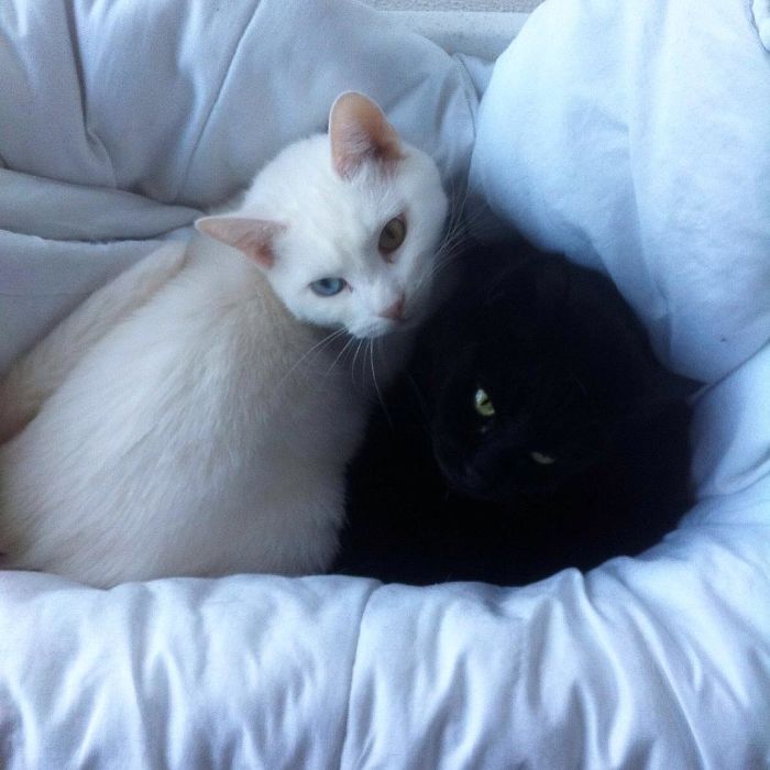 72 Yin And Yang Cats That Look Purffect Together Despite Their Differences
