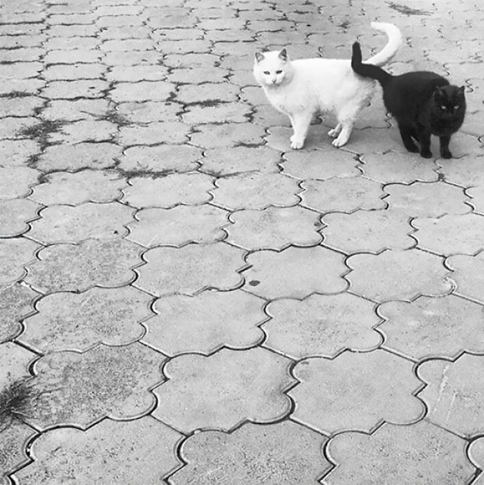72 Yin And Yang Cats That Look Purffect Together Despite Their Differences