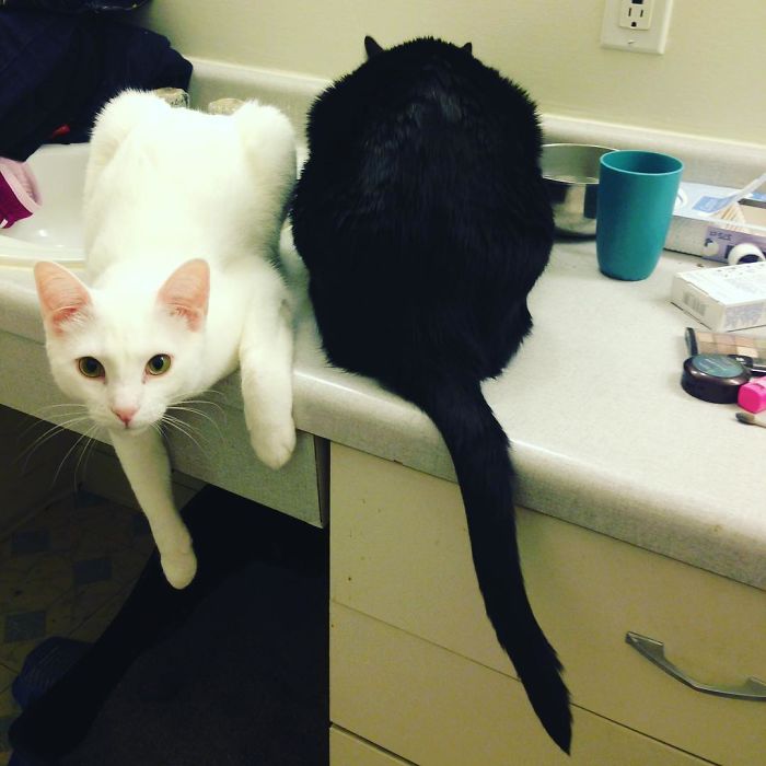 72 Yin And Yang Cats That Look Purffect Together Despite Their Differences
