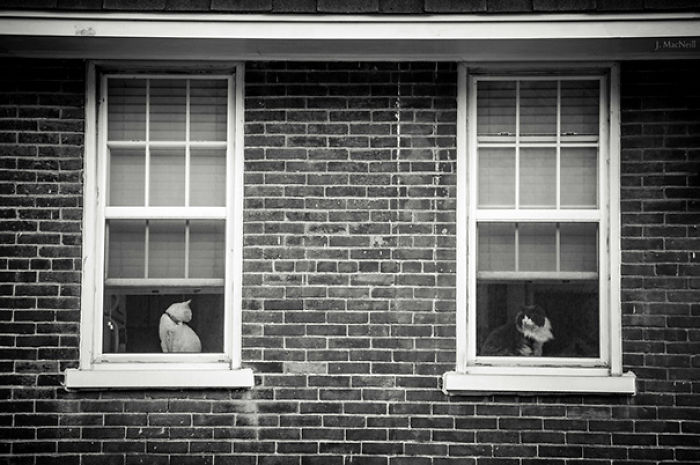 72 Yin And Yang Cats That Look Purffect Together Despite Their Differences