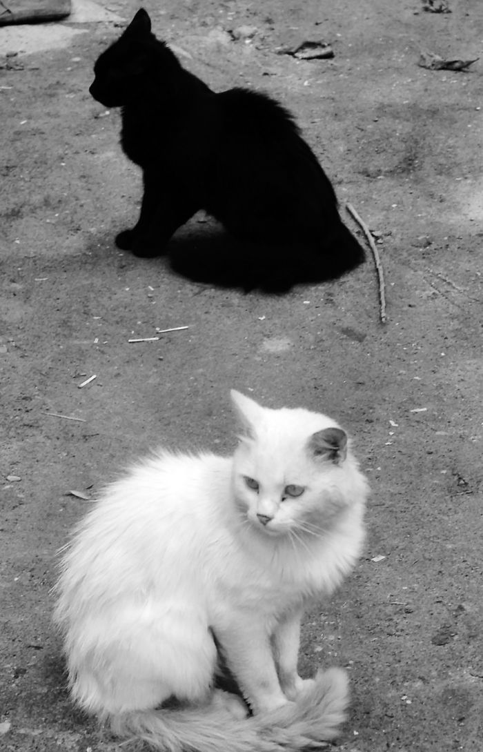 72 Yin And Yang Cats That Look Purffect Together Despite Their Differences