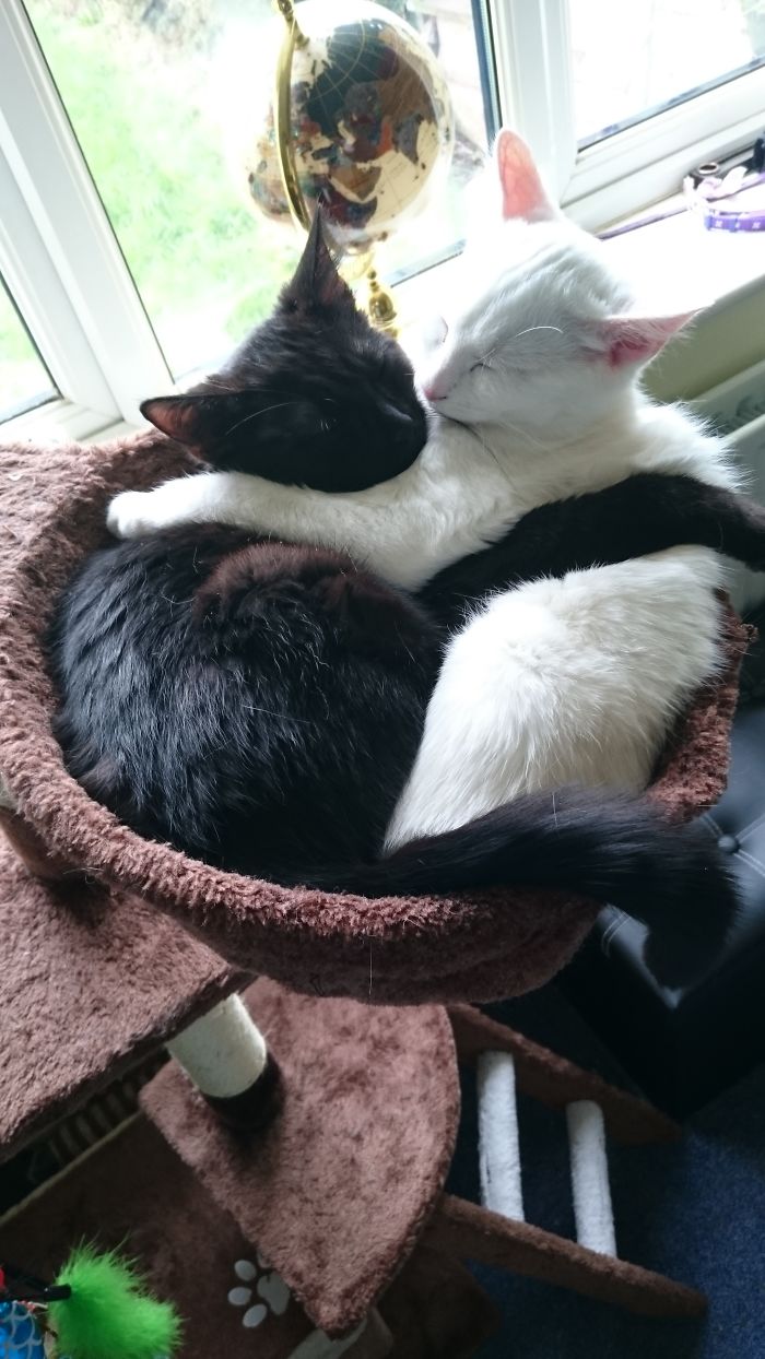 72 Yin And Yang Cats That Look Purffect Together Despite Their Differences
