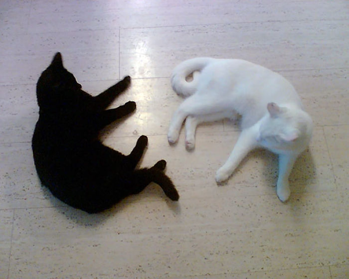 72 Yin And Yang Cats That Look Purffect Together Despite Their Differences