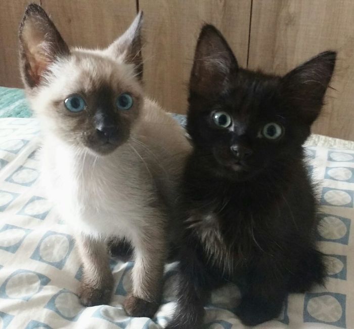 72 Yin And Yang Cats That Look Purffect Together Despite Their Differences