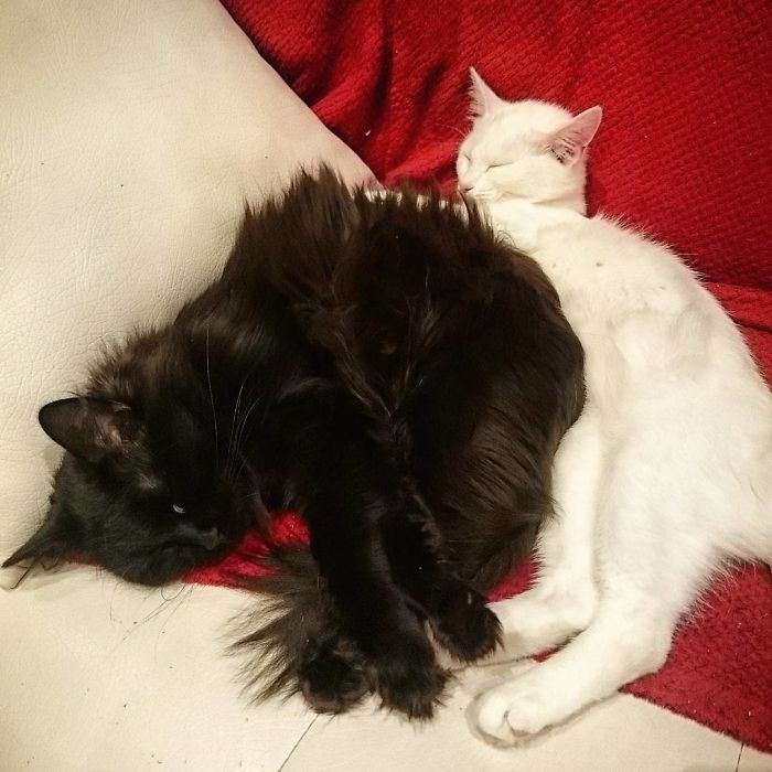 72 Yin And Yang Cats That Look Purffect Together Despite Their Differences