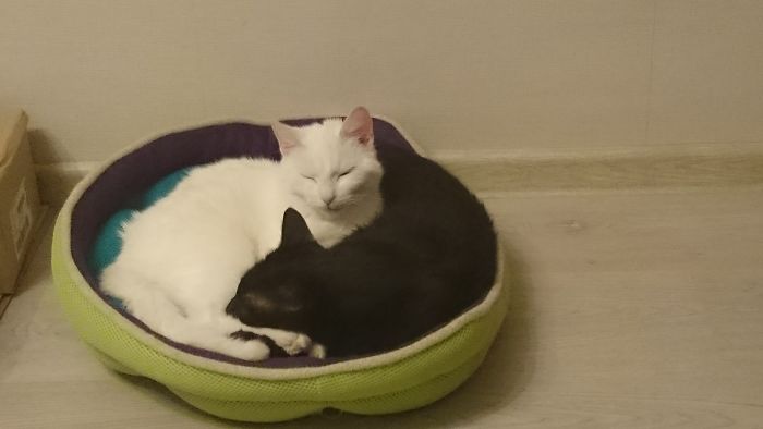 72 Yin And Yang Cats That Look Purffect Together Despite Their Differences