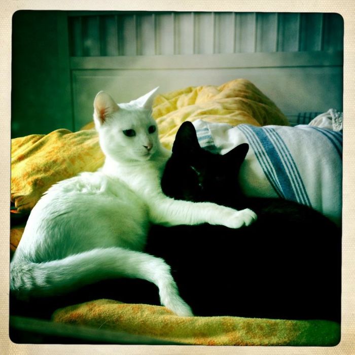 72 Yin And Yang Cats That Look Purffect Together Despite Their Differences