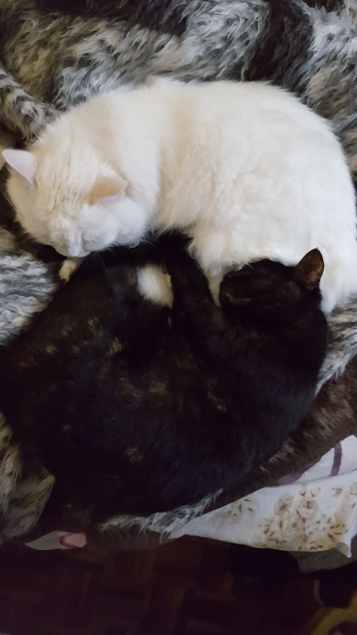 72 Yin And Yang Cats That Look Purffect Together Despite Their Differences