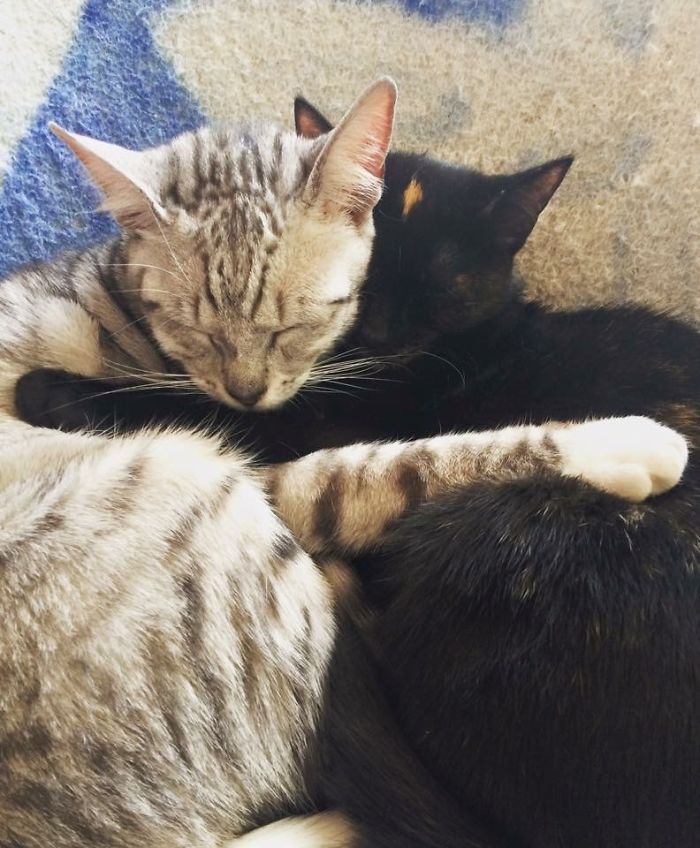 72 Yin And Yang Cats That Look Purffect Together Despite Their Differences