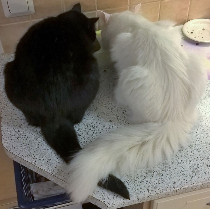 72 Yin And Yang Cats That Look Purffect Together Despite Their Differences