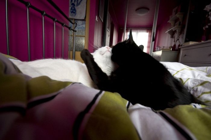 72 Yin And Yang Cats That Look Purffect Together Despite Their Differences