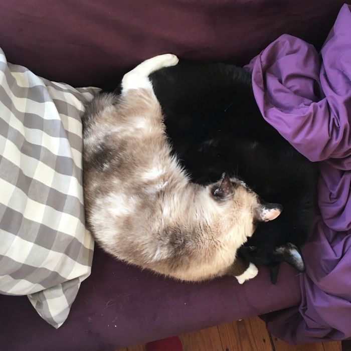 72 Yin And Yang Cats That Look Purffect Together Despite Their Differences
