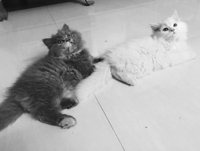 72 Yin And Yang Cats That Look Purffect Together Despite Their Differences
