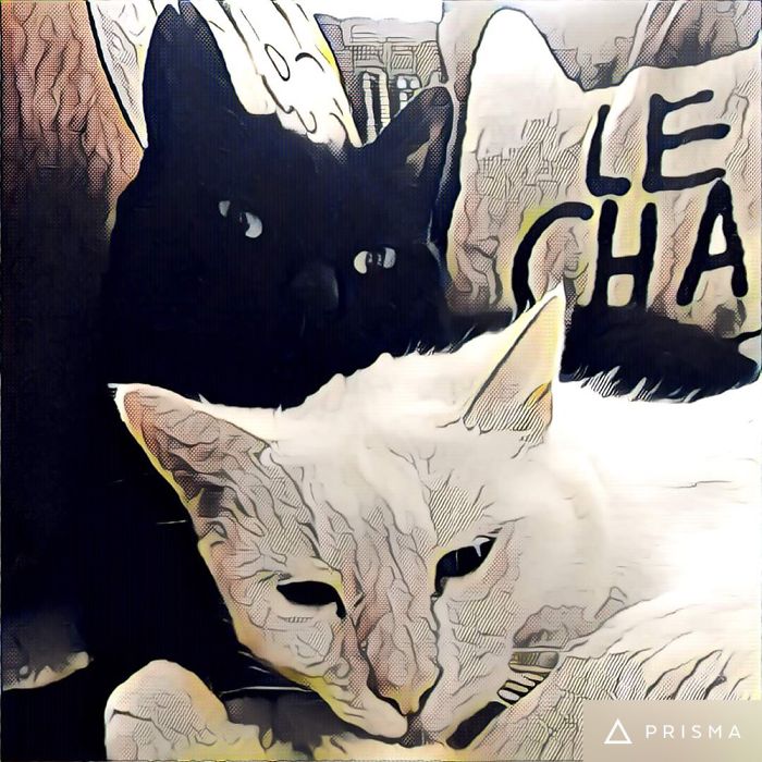 72 Yin And Yang Cats That Look Purffect Together Despite Their Differences