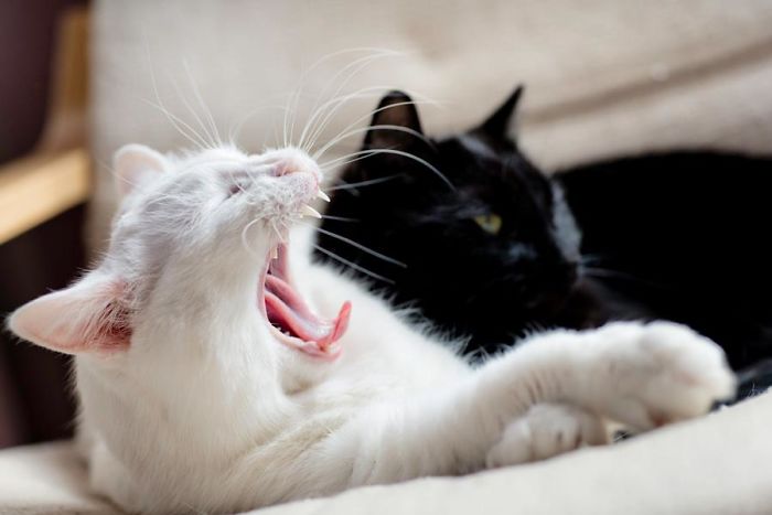 72 Yin And Yang Cats That Look Purffect Together Despite Their Differences