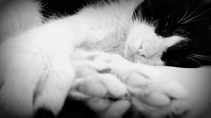 72 Yin And Yang Cats That Look Purffect Together Despite Their Differences