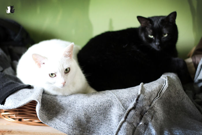 72 Yin And Yang Cats That Look Purffect Together Despite Their Differences