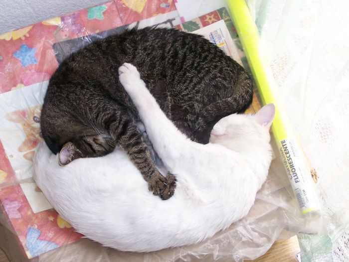 72 Yin And Yang Cats That Look Purffect Together Despite Their Differences