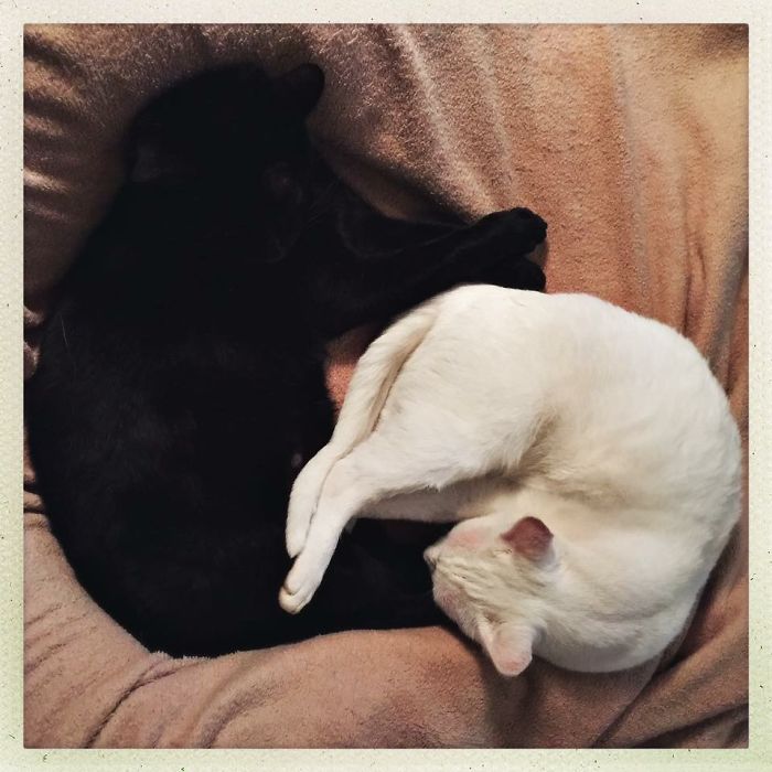 72 Yin And Yang Cats That Look Purffect Together Despite Their Differences