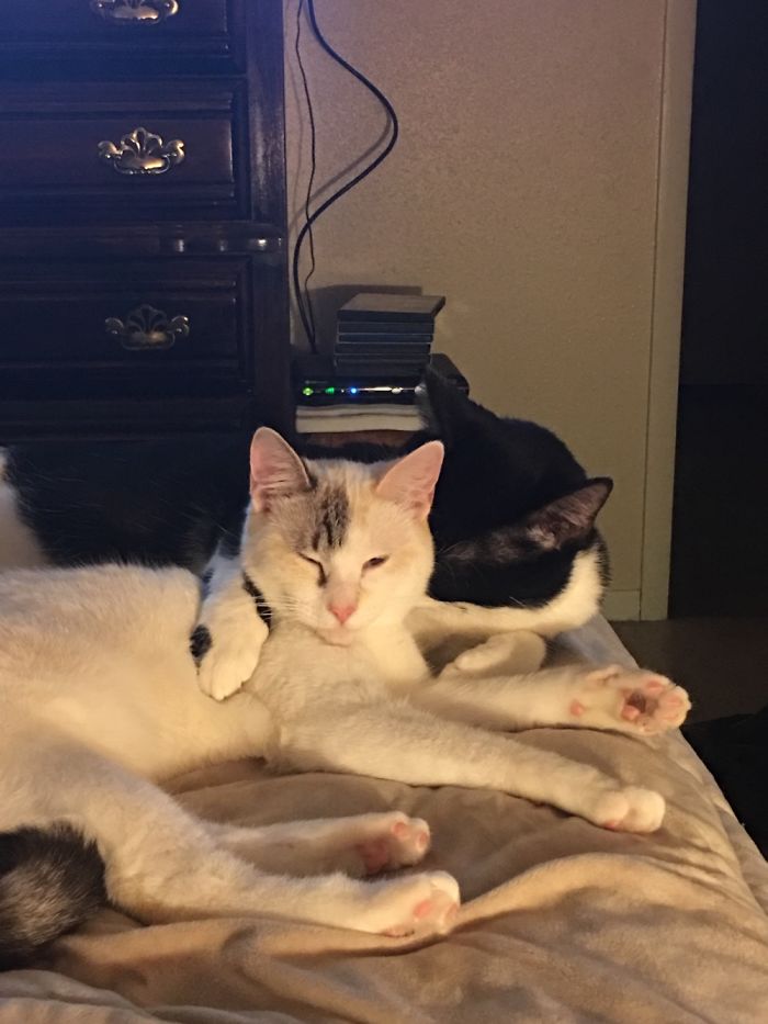 72 Yin And Yang Cats That Look Purffect Together Despite Their Differences
