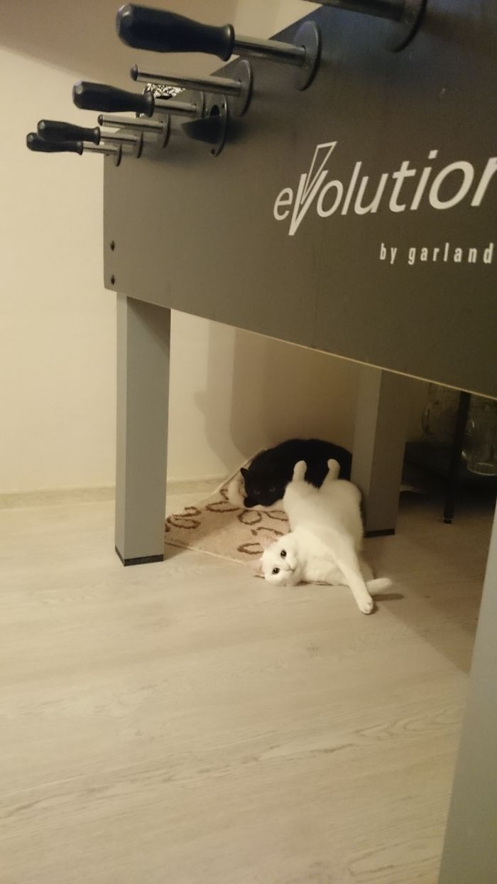 72 Yin And Yang Cats That Look Purffect Together Despite Their Differences