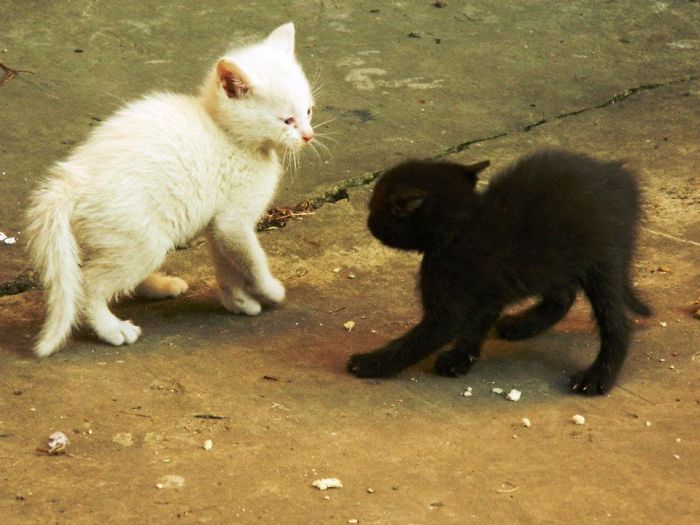72 Yin And Yang Cats That Look Purffect Together Despite Their Differences