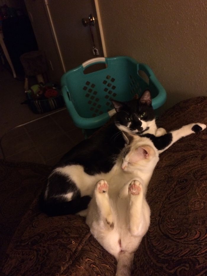 72 Yin And Yang Cats That Look Purffect Together Despite Their Differences