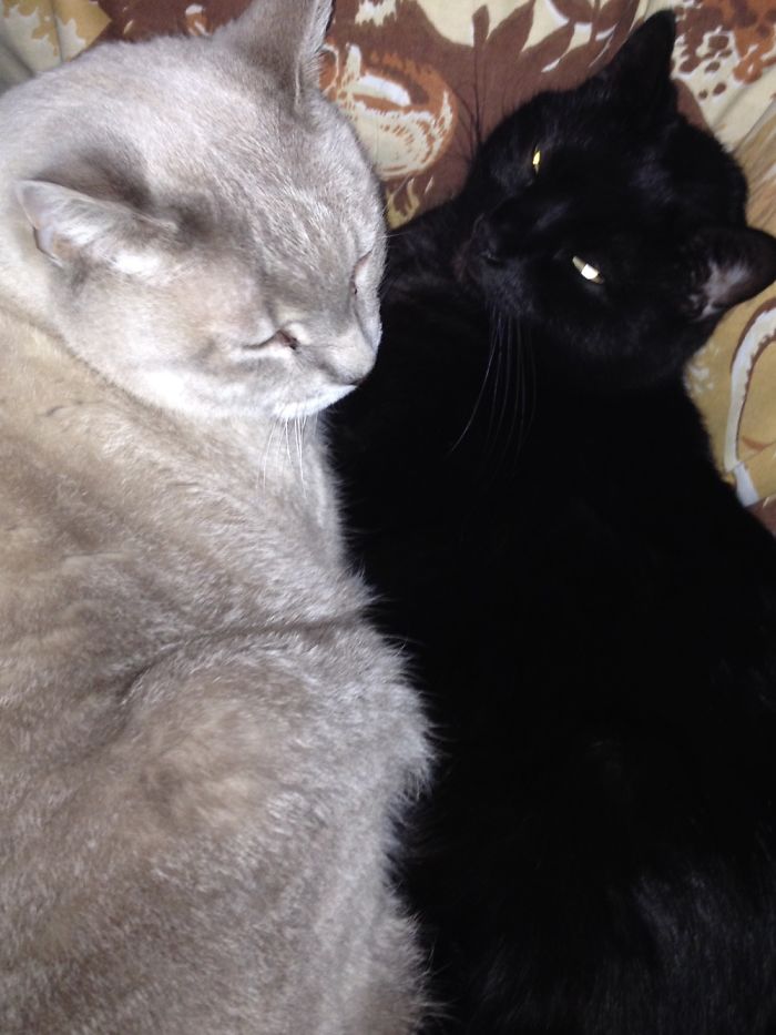 72 Yin And Yang Cats That Look Purffect Together Despite Their Differences