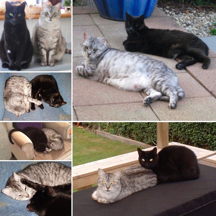 72 Yin And Yang Cats That Look Purffect Together Despite Their Differences