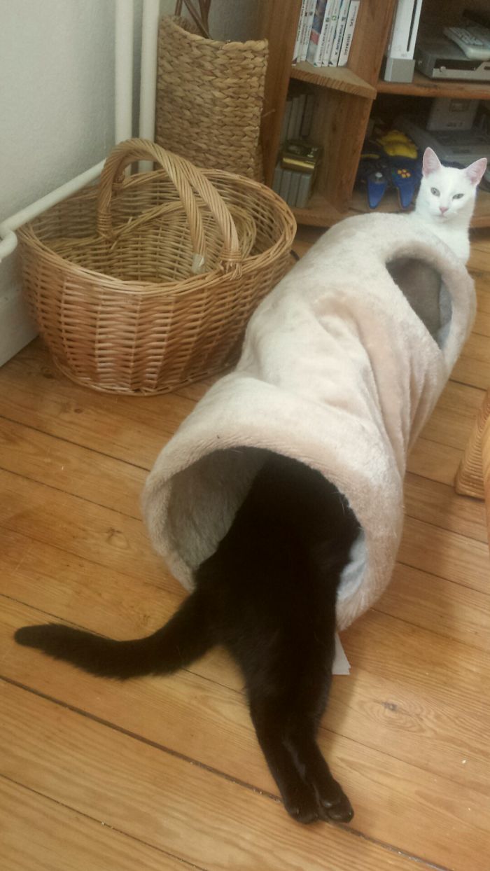 72 Yin And Yang Cats That Look Purffect Together Despite Their Differences