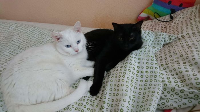 72 Yin And Yang Cats That Look Purffect Together Despite Their Differences