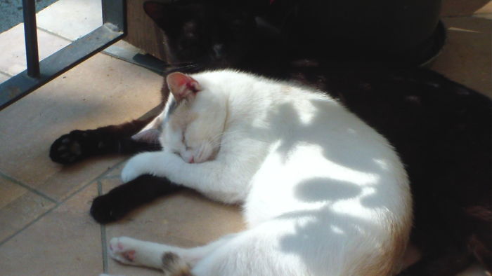 72 Yin And Yang Cats That Look Purffect Together Despite Their Differences