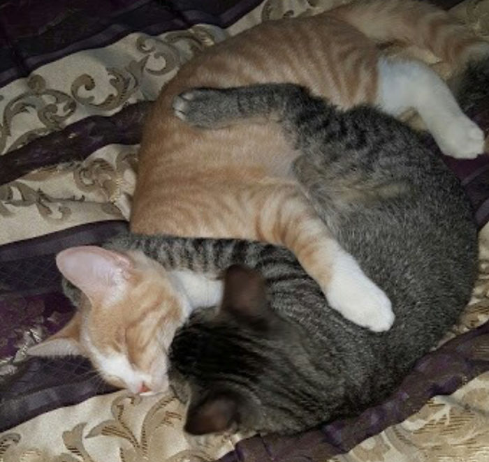 72 Yin And Yang Cats That Look Purffect Together Despite Their Differences